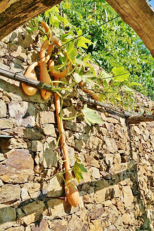Agriturismo Costamagna Noli Eksteriør billede