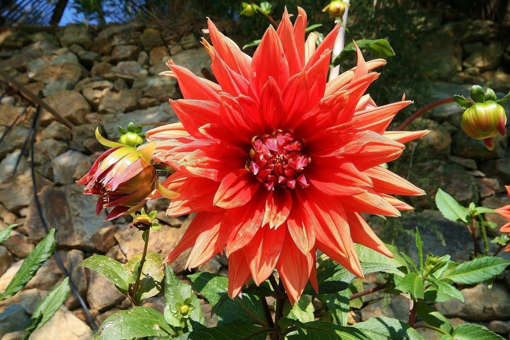 Agriturismo Costamagna Noli Eksteriør billede